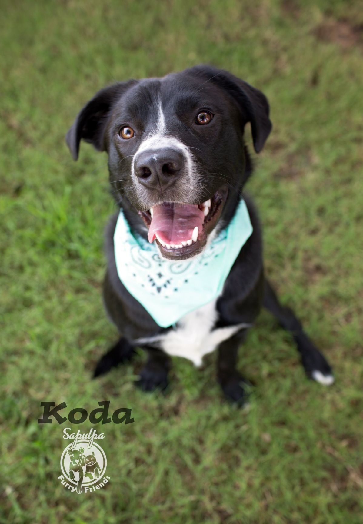 Koda